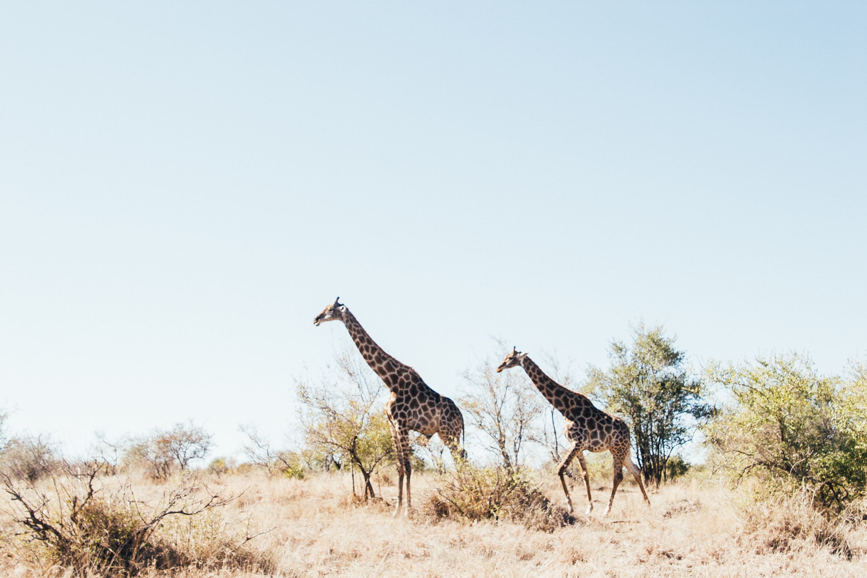 2 giraffes walking in the wild